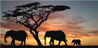 http://www.myhoneymoon.ie/contentFiles/slideShow/africalarge.jpgAfrica, safari