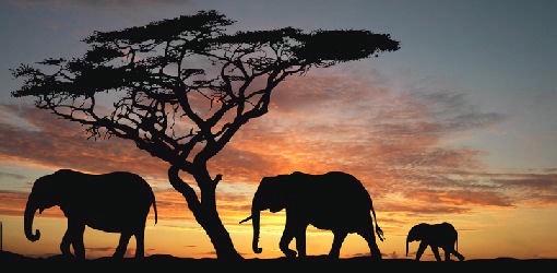 Honeymoon Ideas, http://www.myhoneymoon.ie/contentFiles/slideShow/africalarge.jpgAfrica, safari