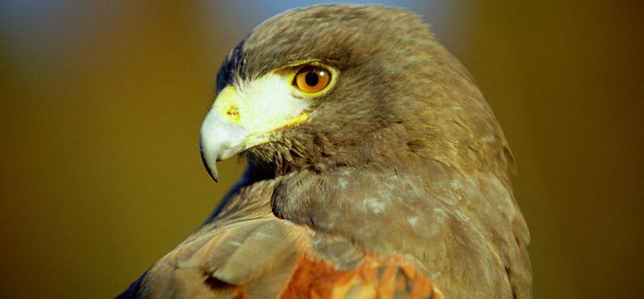 Falconry Experience Package