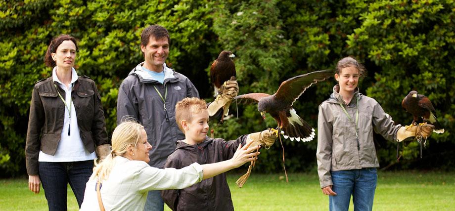 Falconry Experience Package
