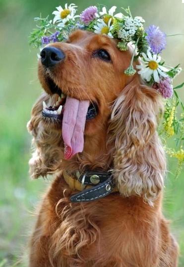 Wedding Whimsy, Would you let a dog wear a garland at your wedding? Image credit: http://bit.ly/STQR