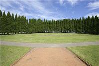 Miscellaneous. Arc of Pines - Bicentennial Park, Sydney
