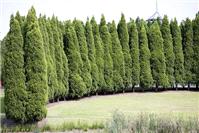 Miscellaneous. Arc of Pines - Bicentennial Park