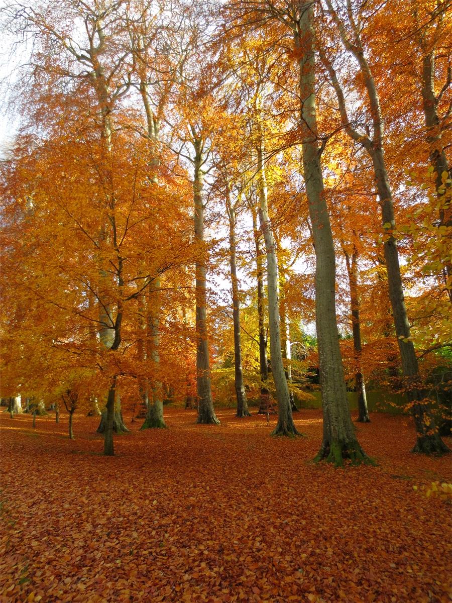 Autumn Weddings