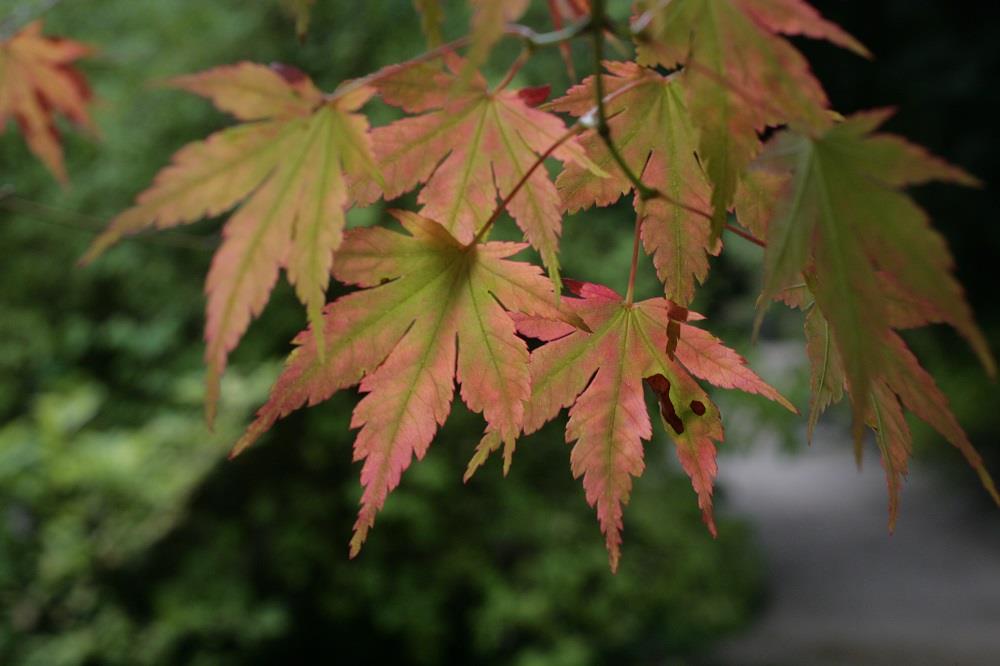 Autumn Weddings