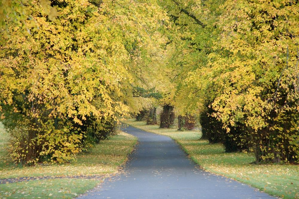 Autumn Weddings